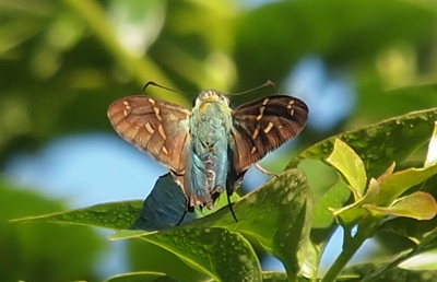 [The butterfly stands on a leaf with its wings open making the inside visible. The body appears to have a blue tinge. The upper wings are dark brown with light dashes. The lower wings are not visible.]